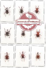 Scientific lot no. 40 Attelabidae (9 pcs)