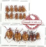 Scientific lot no. 77A Melolonthinae (15 pcs)