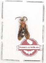 Scientific lot no. 6AB Hymenoptera (1 pc)