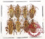 Scientific lot no. 14A Cantharidae (8 pcs)