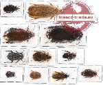 Scientific lot no. 30 Blattodea (11 pcs A, A-, A2)