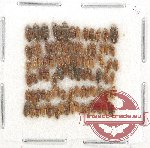 Heteroceridae Scientific lot no. 3 (87 pcs)