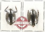 Gyrinidae Scientific lot no. 31 (2 pcs)