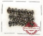 Gyrinidae Scientific lot no. 20 (24 pcs)