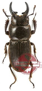 Aegus misoolensis