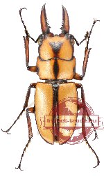 Prosopocoilus kannegieteri (5 pairs)