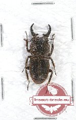 Aegus implicatus