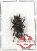 Aegus sp. 13