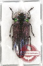 Belionota sp. 13