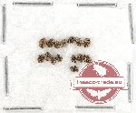 Dermestidae Scientific lot no. 11 (15 pcs)
