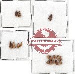 Bruchidae Scientific lot no. 9 (17 pcs)