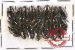 Gyrinidae Scientific lot no. 22 (23 pcs)