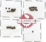 Bruchidae Scientific lot no. 10 (26 pcs)