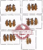 Scientific lot no. 9 Prionoceridae (18 pcs)