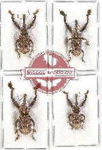 Scientific lot no. 381 Curculionidae (4 pcs - 2 pcs A2)