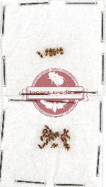 Scientific lot no. 92 Staphylinidae (32 pcs)