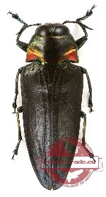 Belionota sp. 7