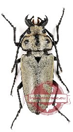 Trictenotoma sp. 1 (A-)