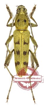 Rhaphuma luteopubens