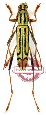 Rhaphuma horsfieldi (A-)