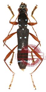 Sclethrus stenocylindrus