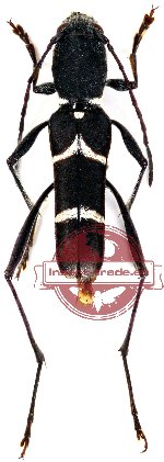 Ischnodora sejugata Holzschuh