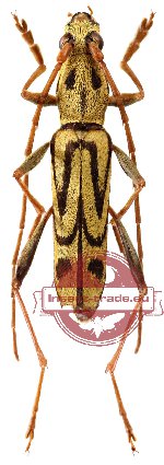 Demonax literatus (A-)