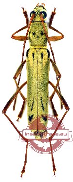 Rhaphuma clermonti (A-)