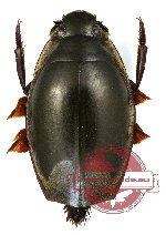 Gyrinidae sp. 2 (10 pcs)