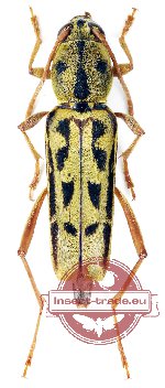 Xylotrechus lateralis