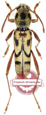 Xylotrechus paulocarinatus Pic, 1930