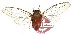 Cicada sp. 10 (A-) (SPREAD)
