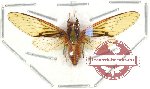 Cicada sp. 8A (SPREAD) (A-)