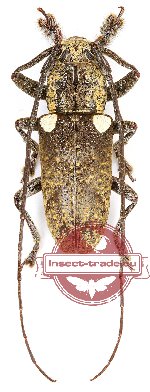 Lamiinae sp. 40