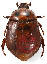 Parastazia marmorata (A2)