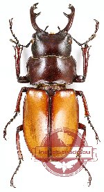 Odontolabis alexandrae