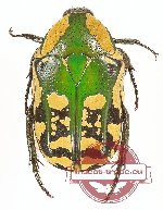 Rhabdotops insularis