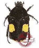 Clinteria atra ssp. vidua (A2)