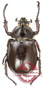 Xylotrupes gideon sondaicus