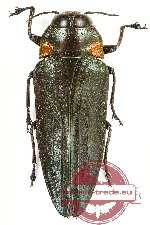 Belionota sp. 14