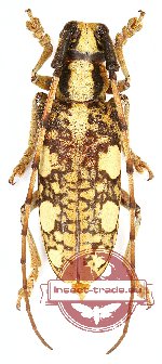 Cremnosterna carissima (Pascoe, 1857)