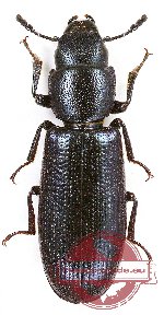 Temnochilidae sp. 3