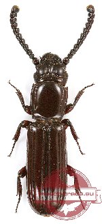 Pasandra trigemina