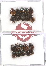 Scientific lot no. 446 Coprophaga (20 pcs)