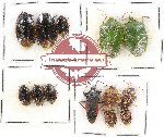 Scientific lot no. 589 Heteroptera (13 pcs)