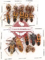 Scientific lot no. 529A Heteroptera (17 pcs)