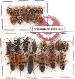 Scientific lot no. 591 Heteroptera (25 pcs)