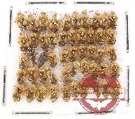 Scientific lot no. 633 Heteroptera (50 pcs)