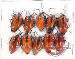 Scientific lot no. 553 Heteroptera (Scutellarinae) (10 pcs A-, A2)