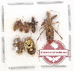 Scientific lot no. 626 Heteroptera (7 pcs)